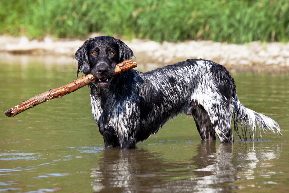 5 Daily Habits to Healthier, Longer-Living Dogs