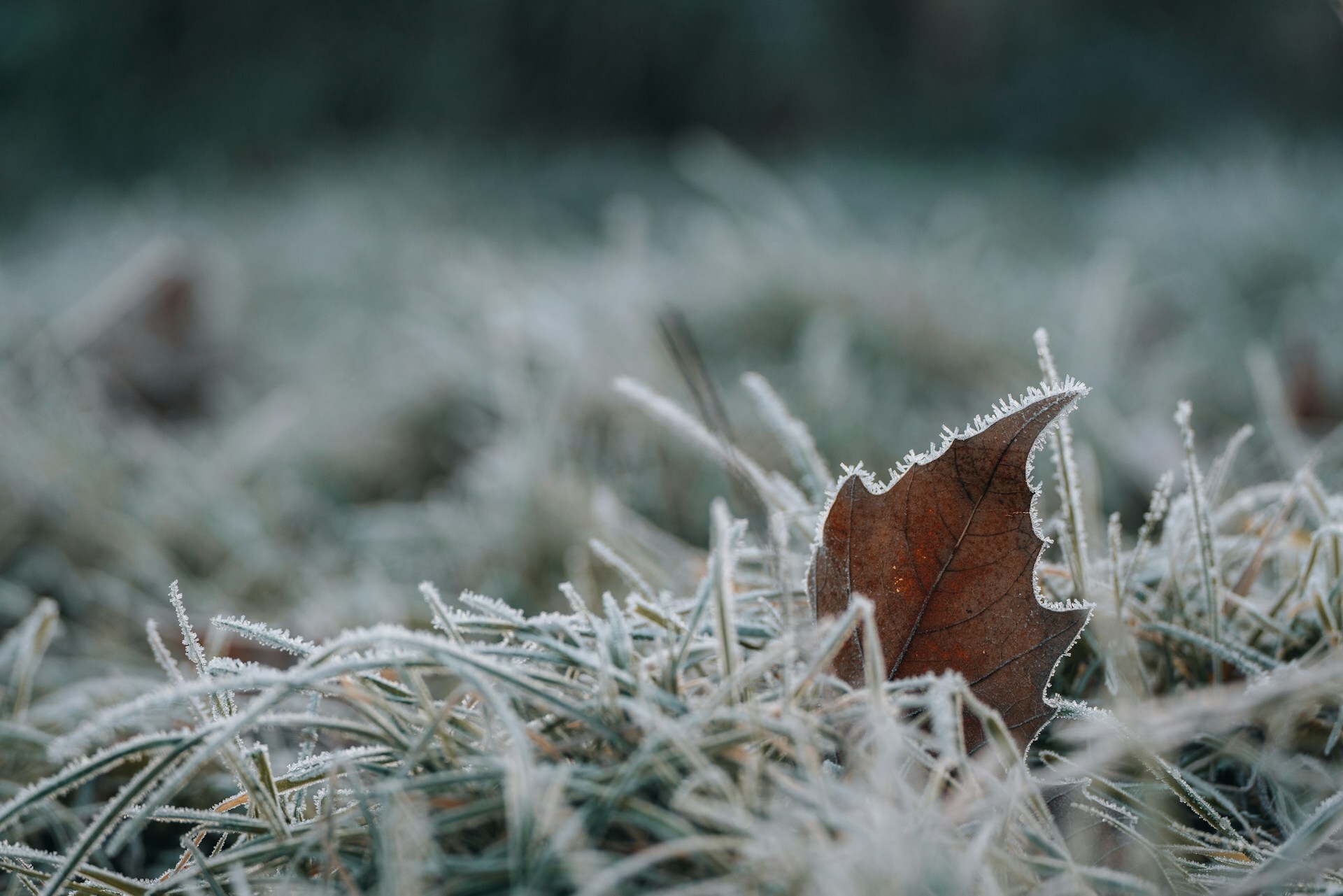 The Quiet Elegance of Frost on Leaves