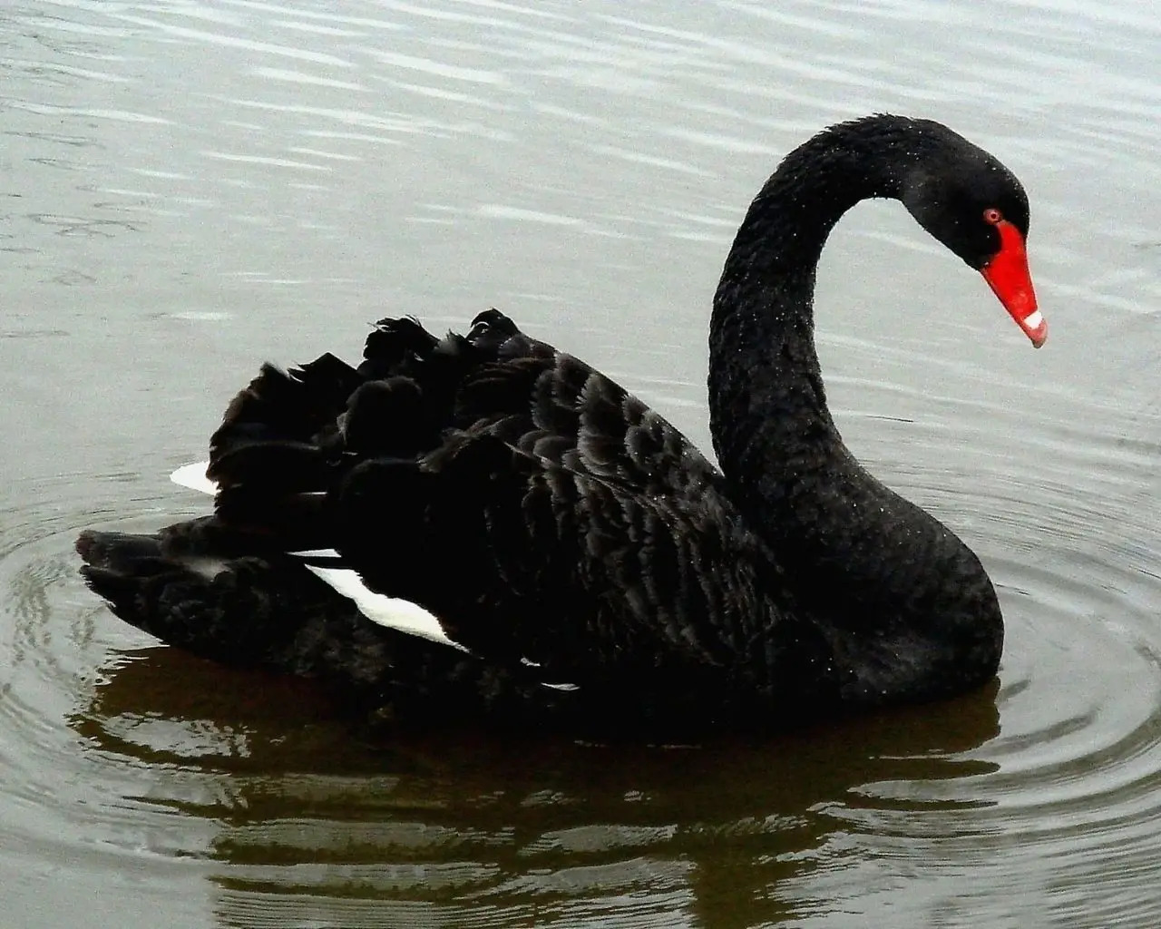 Der Schwarze Schwan kommt. Bist du bereit? 