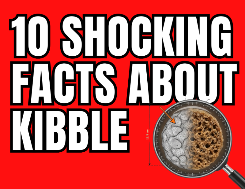 10 Shocking Facts About Dog Food Most Owners Learn Too Late