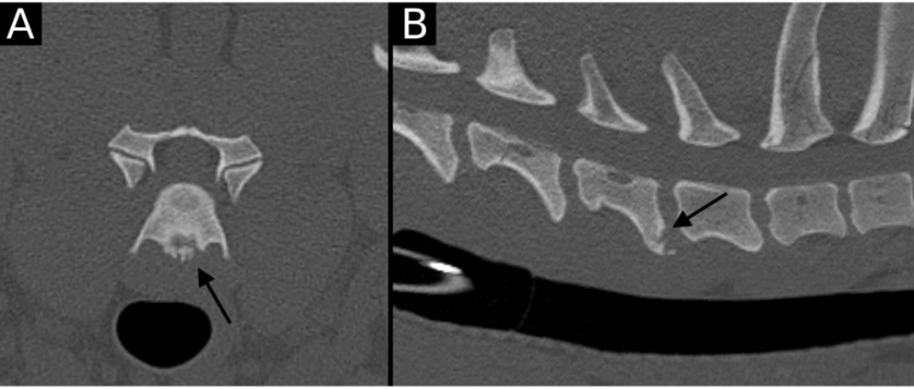 Spinal Surprise: Cervicothoracic Endplate Defects Rare but Real in Dogs