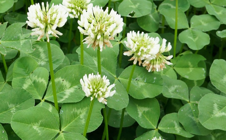 Nature Positive Practices