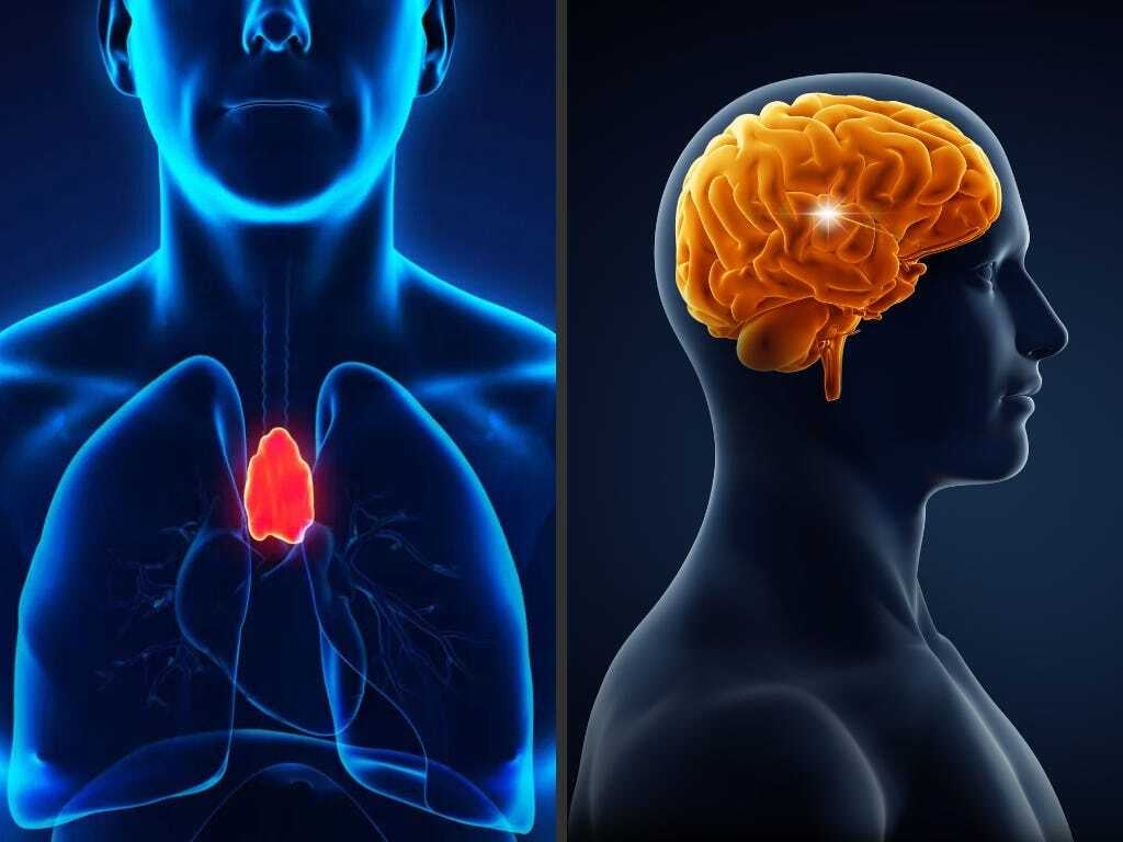 O que as glândulas Pineal e Timo têm a ver com a fé?