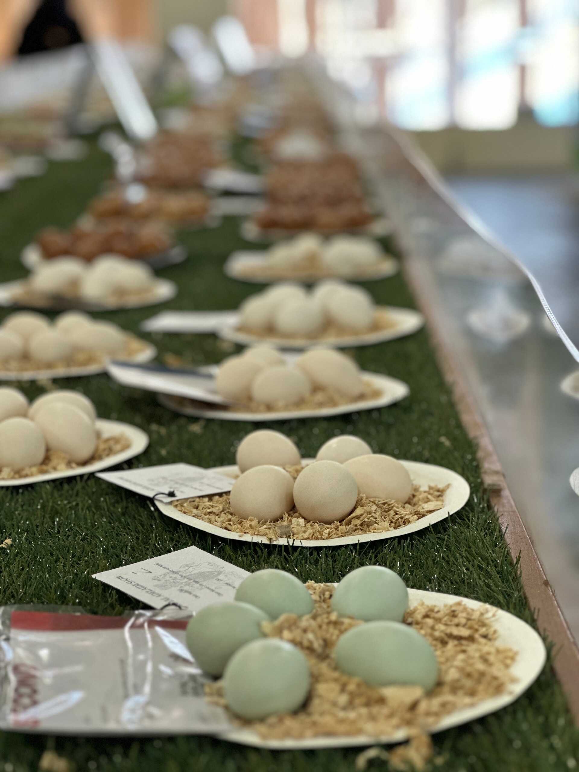 letter #56 The Royal Show