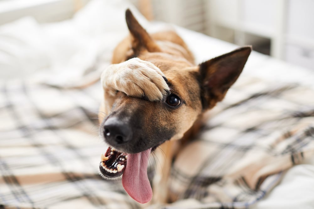 How I Treated My Dog’s Mouth Wart Naturally