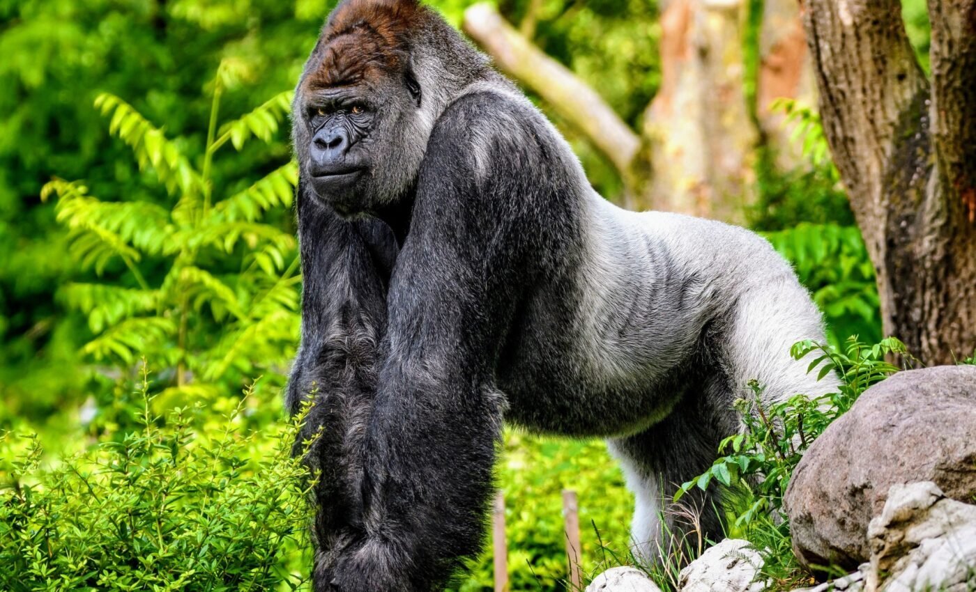 Africa in Brief - September 26, 2025