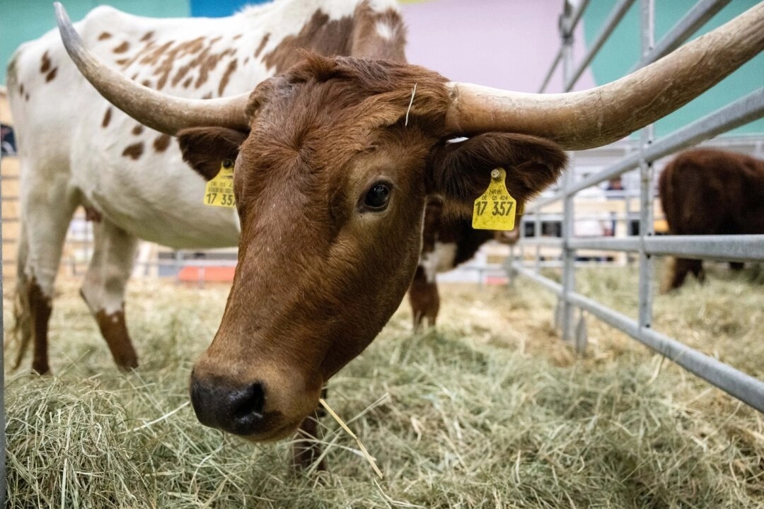 Como a produção regenerativa de carne bovina pode restaurar terras desertificadas e fortalecer a saúde pública