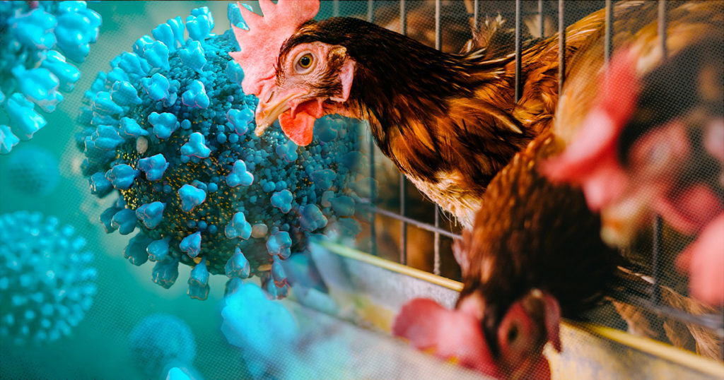 Senators Urge Avian Flu Action