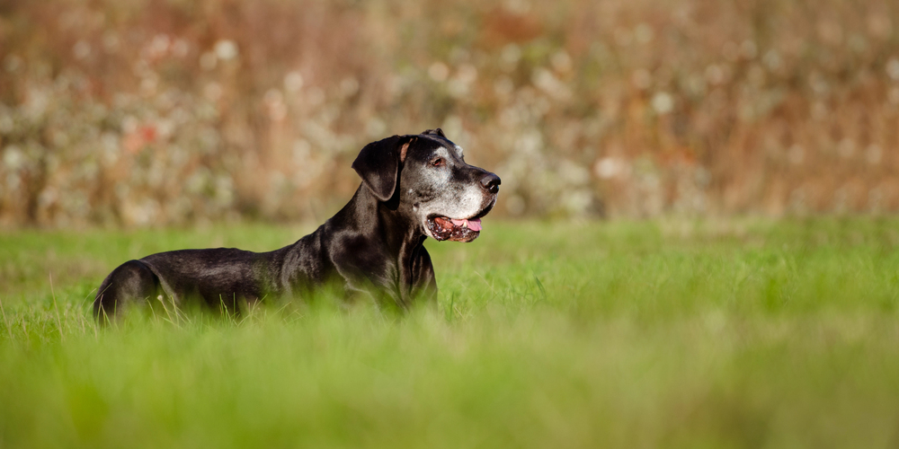 The Natural Dog Mom’s Guide to Raising Senior Dogs