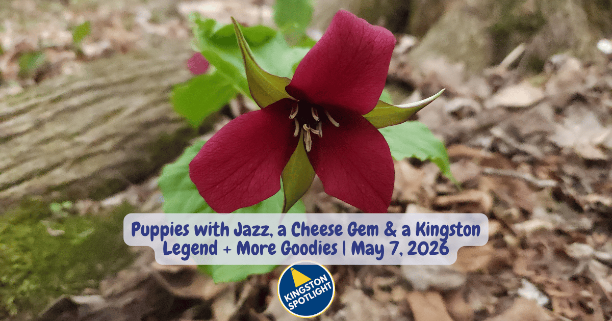 🔦 Puppies with Jazz, a Cheese Gem & a Kingston Legend + More Goodies | May 7, 2026