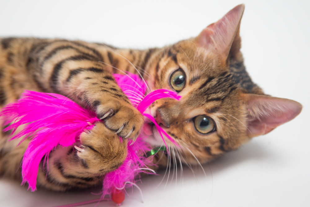 How to Keep Your Cat Active: Simple Tips for a Healthy Lifestyle​