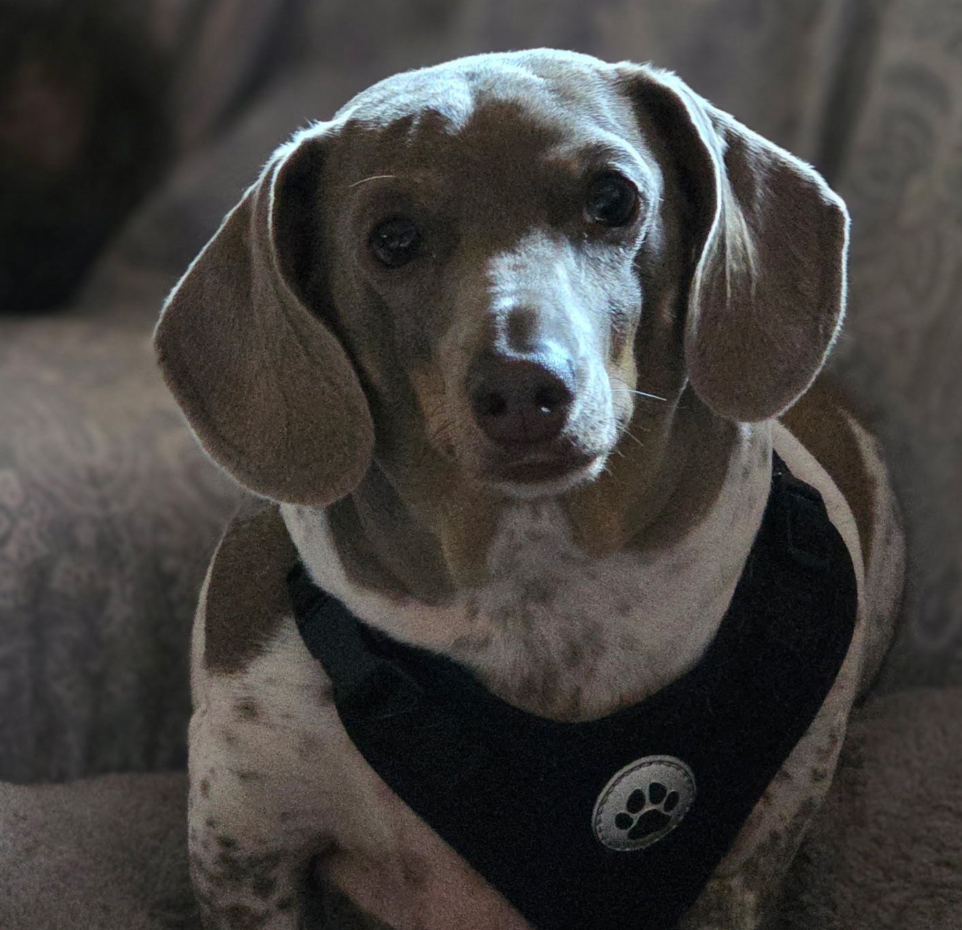 🐶❤️🐶 Gentle games to play with senior pups  🐶❤️🐶