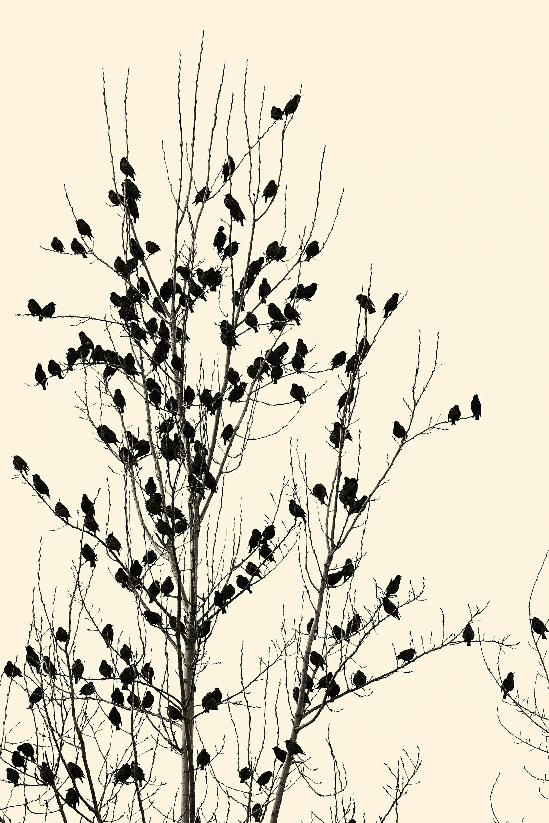 To be like a starling, but to think like an oak.