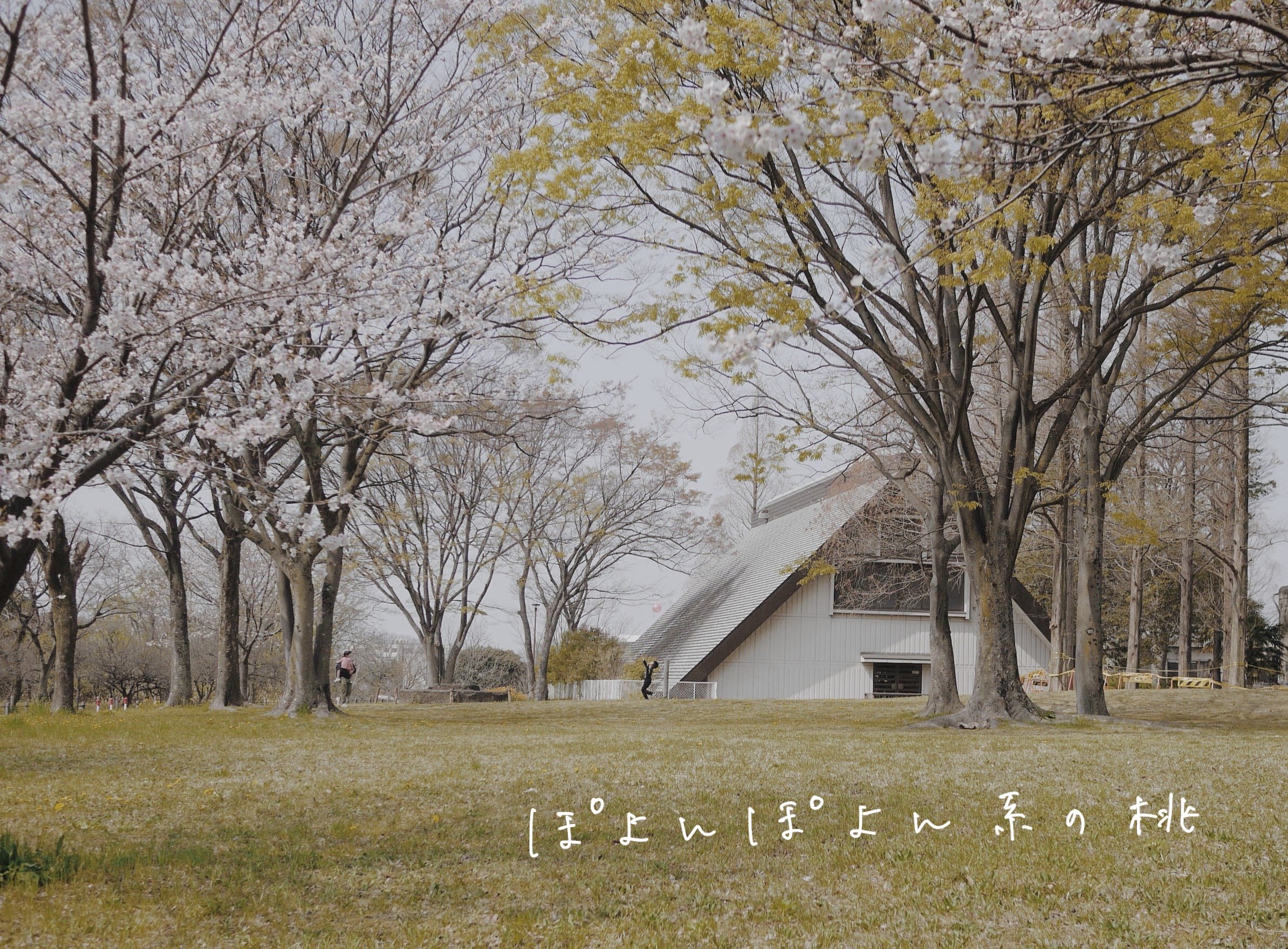 ぽよんぽよん系の桃 / 鋭い切れ味