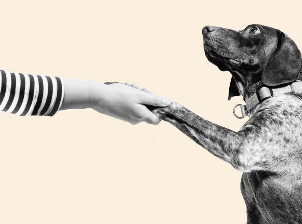 Premium Post Example 2