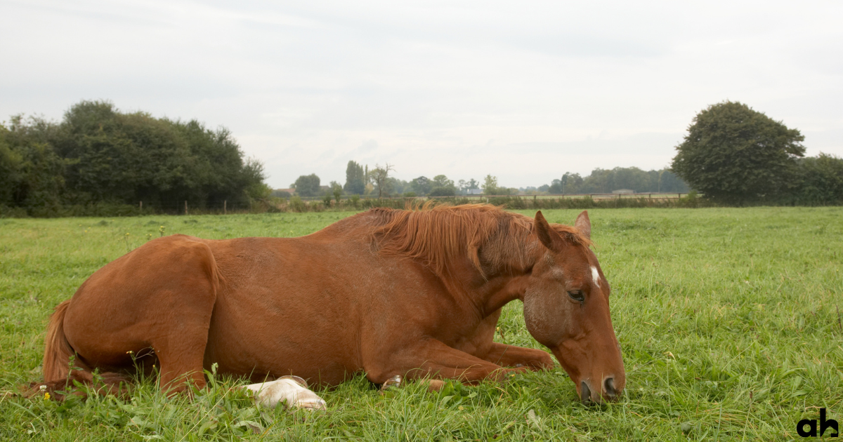 What Is Colic In Horses: Complete Guide For Horse Owners