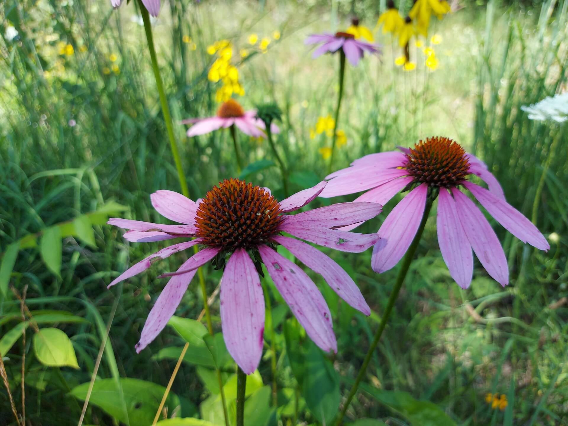 Echinacea