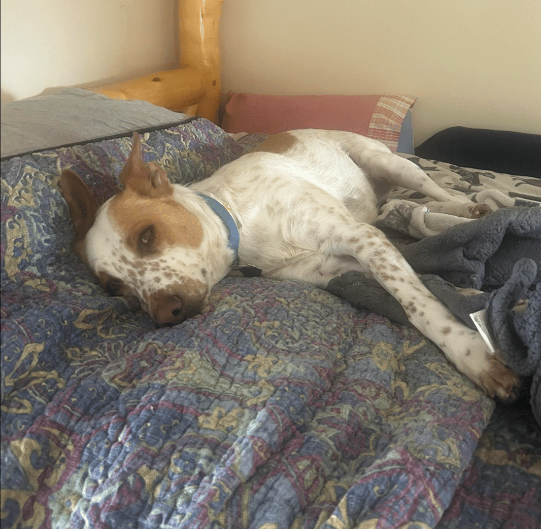 🐶❤️🐶 Do dogs get bored? 🐶❤️🐶