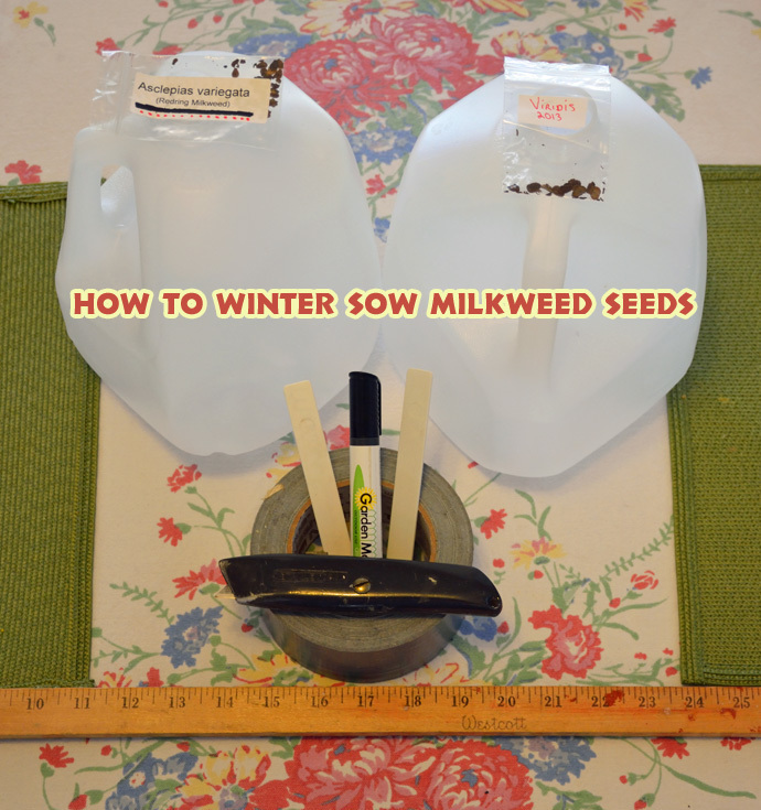 ❄️🌱 11 Simple Steps for SOWING Milkweed Seeds ❄️🌱