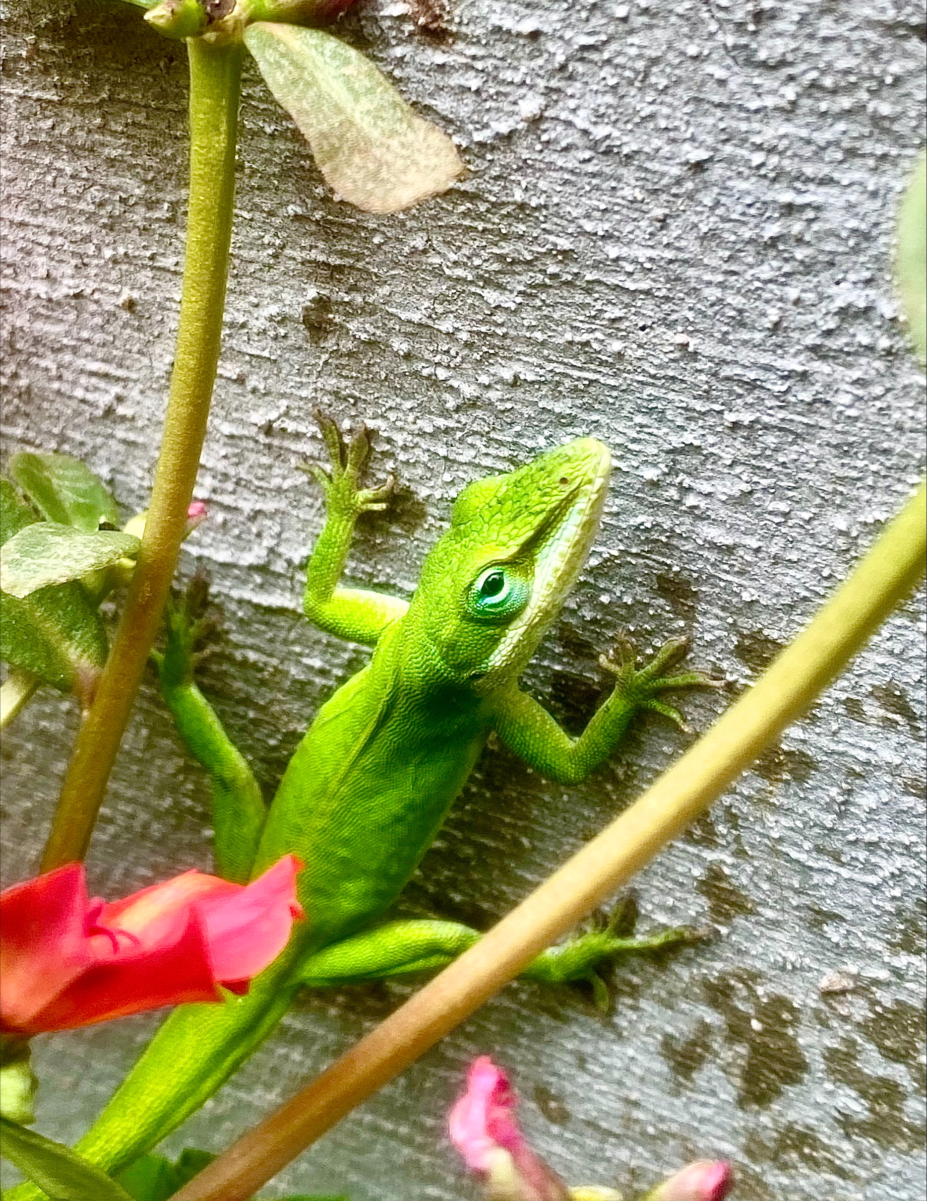 The Gulo in Nature Newsletter