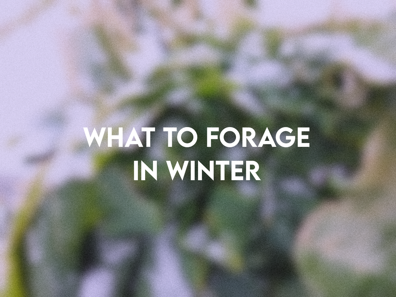 What To Forage In Winter