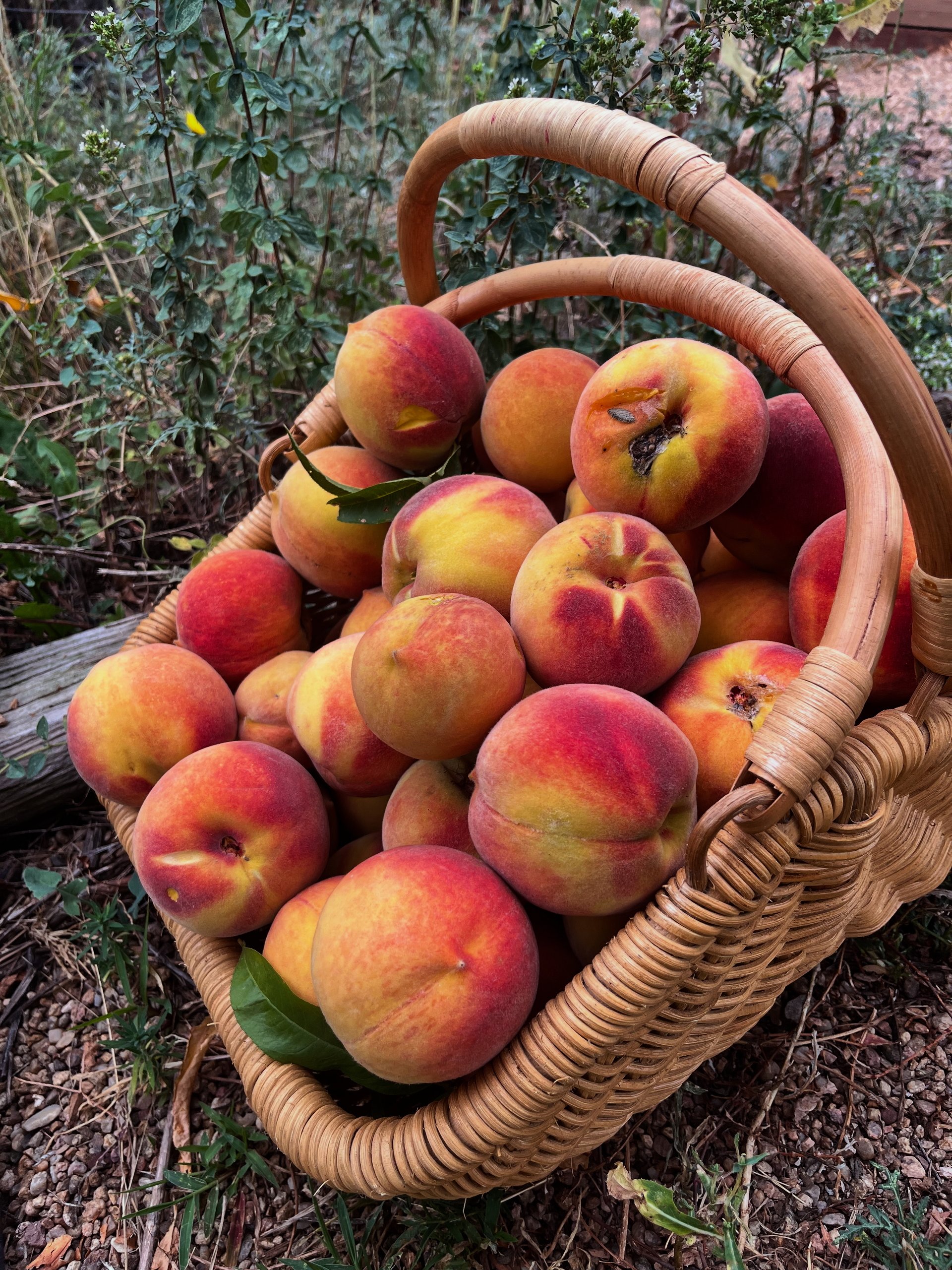 Millions of Peaches: How to Easily Preserve Fresh Food (Without Going Nuts)