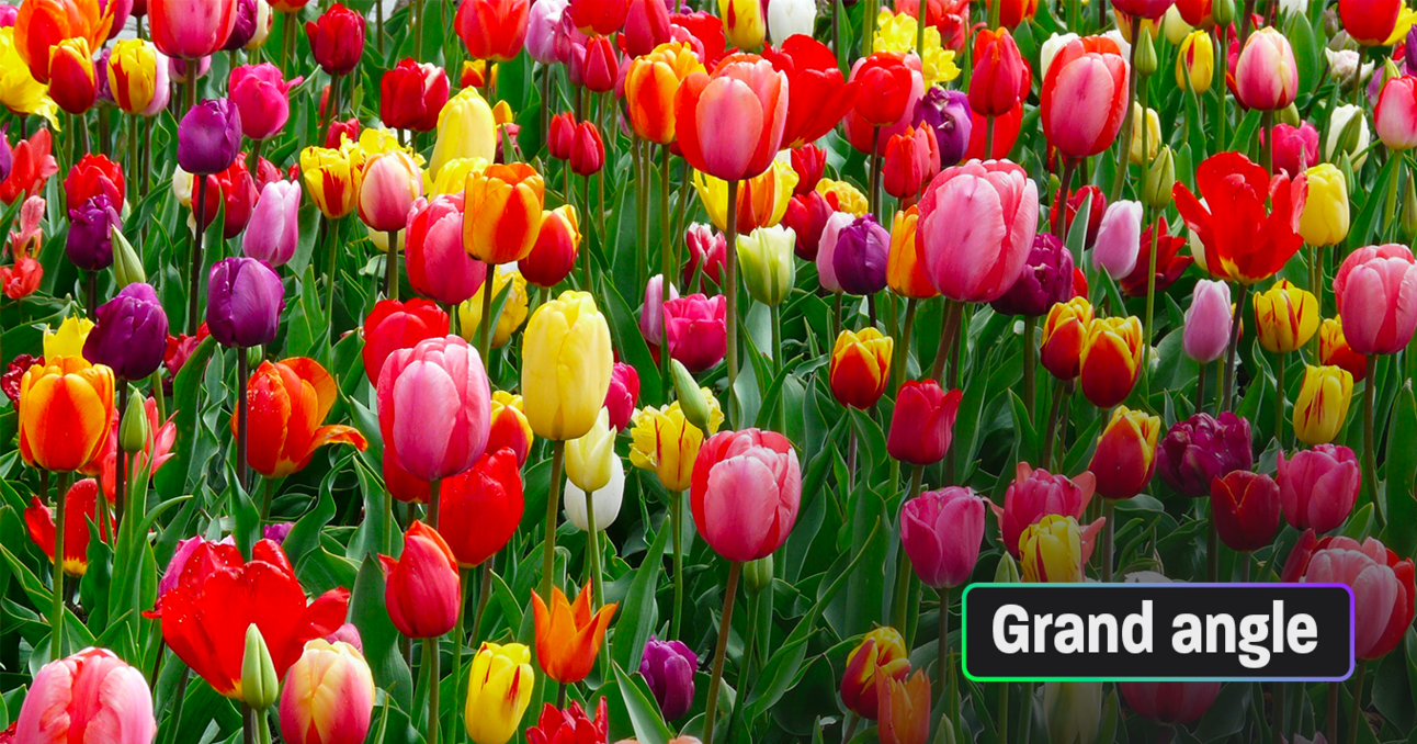 Fleurs écolo : un peu, beaucoup, pas du tout ?