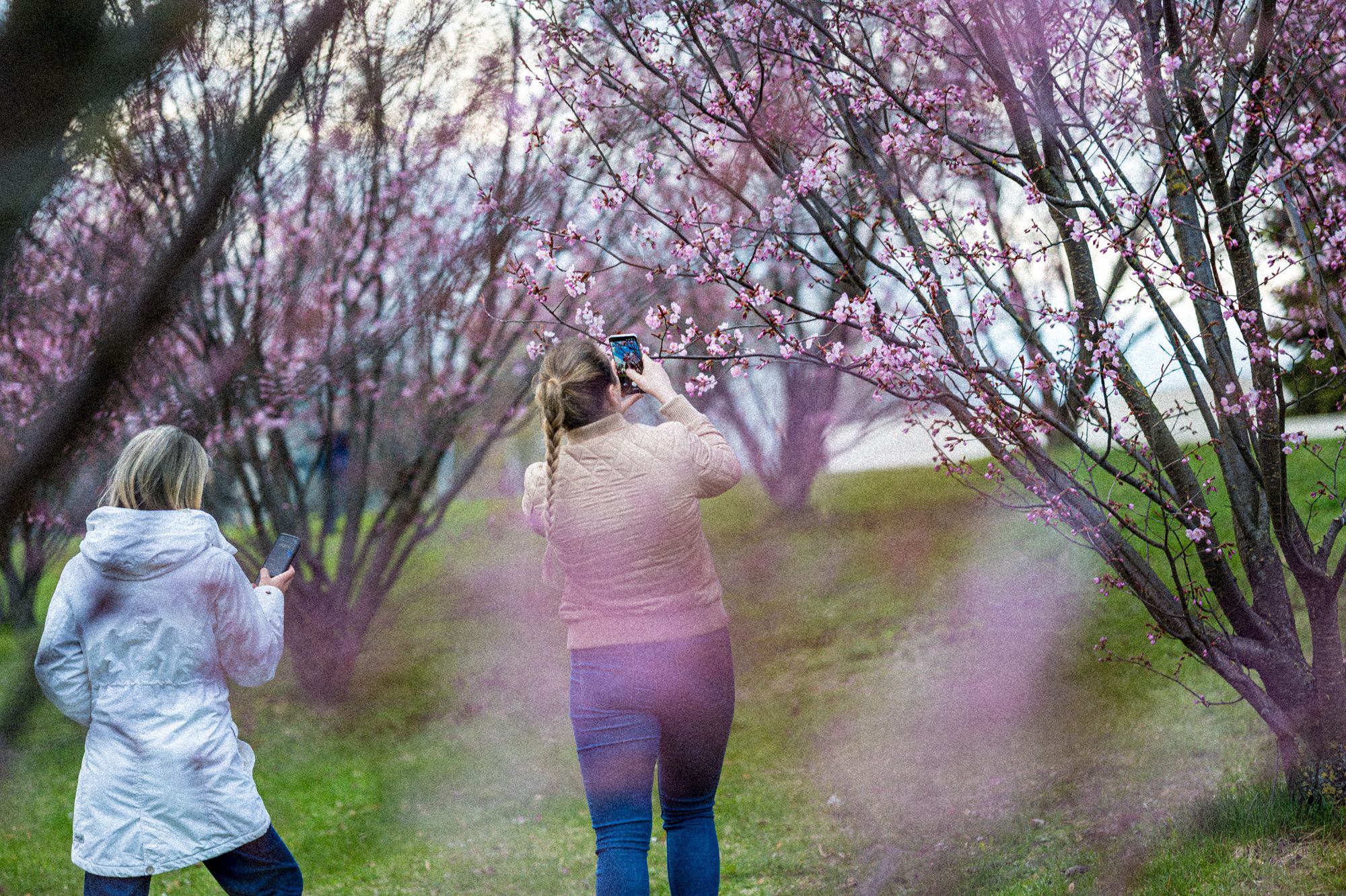 Miestas nusidažė rausvai