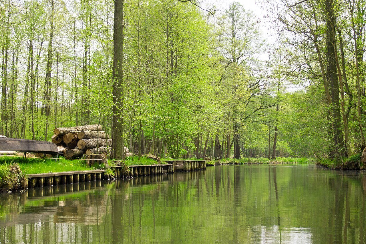 The Woods I Left Behind