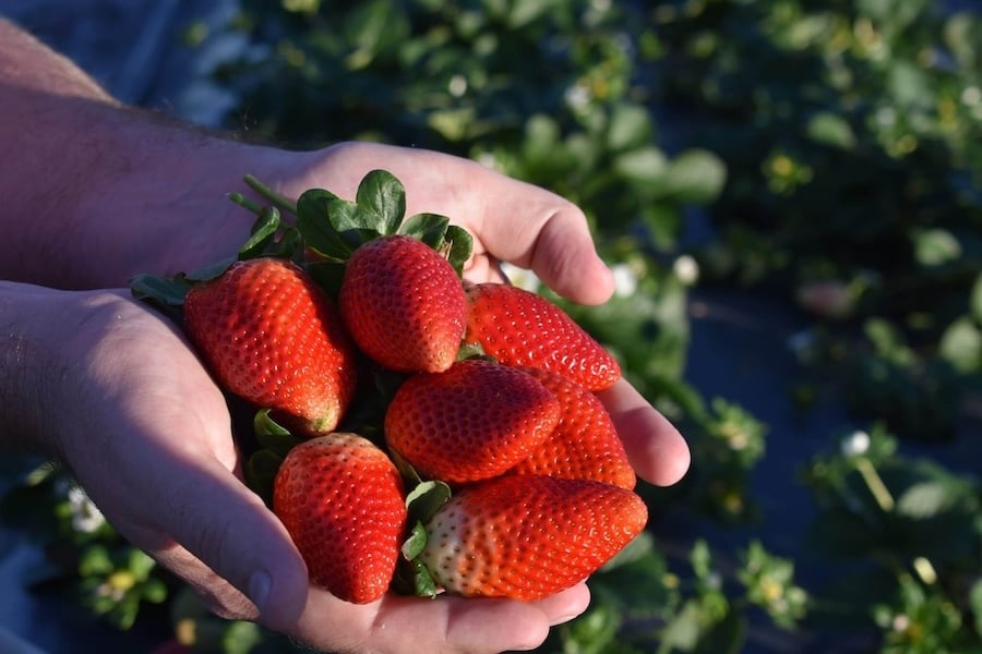 It's (just about) strawberry pickin' season!