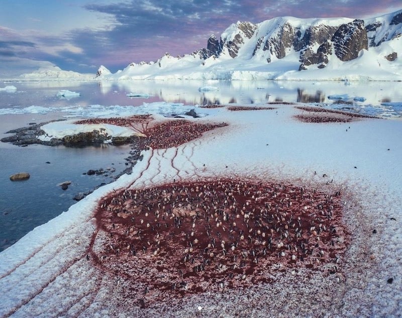 Cuverville Island
