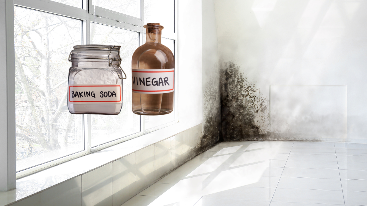 The Hidden Mold in Your Home