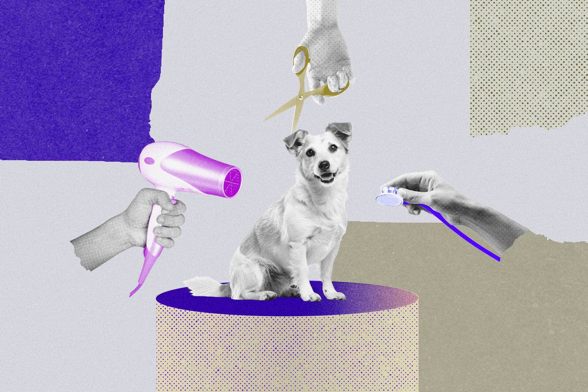 Petz-Cobasi se defende do e-commerce