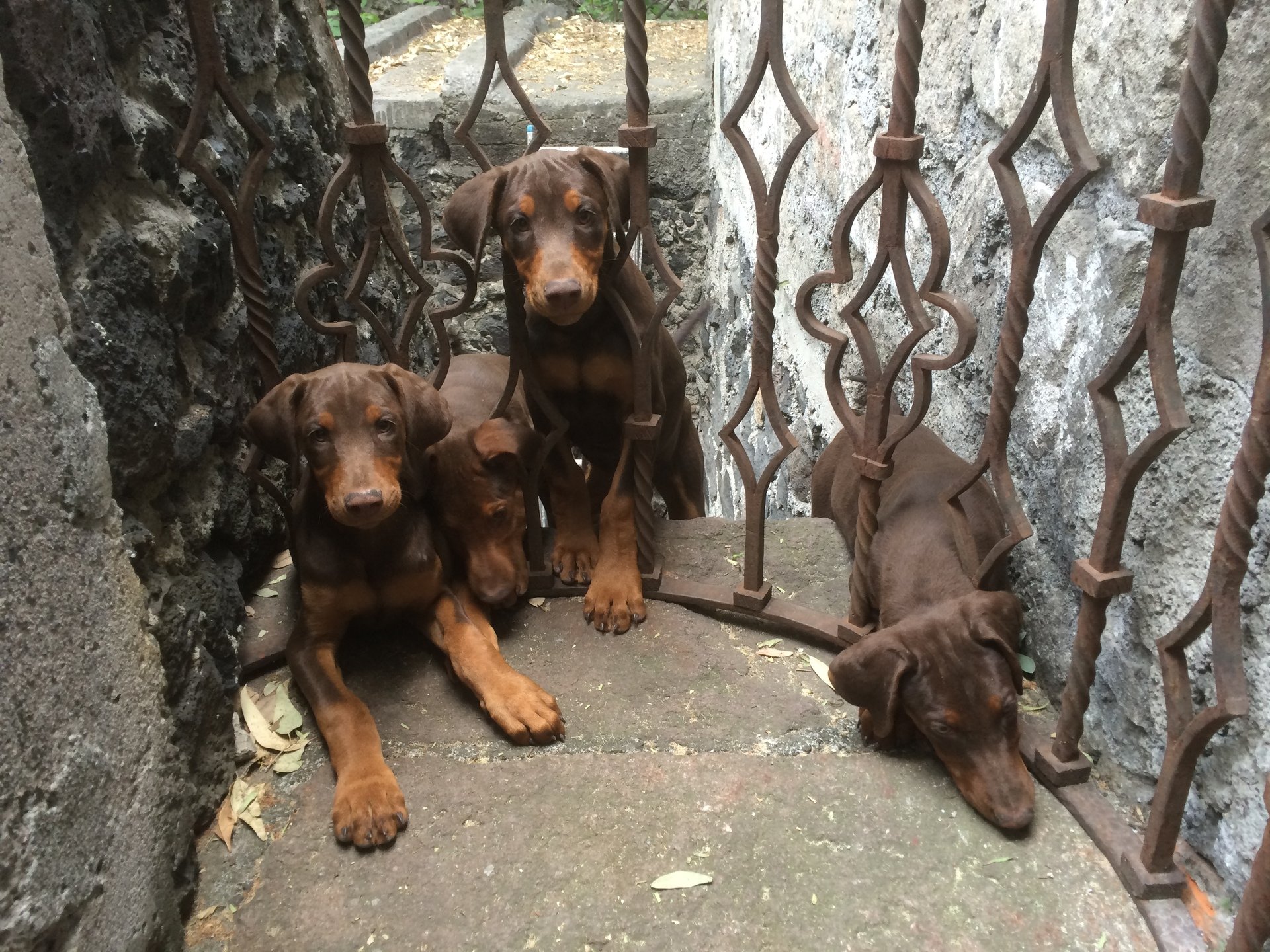 La desobediencia: escribir sin pensar