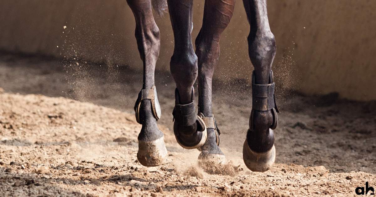 All You Need To Know About Gaited Horses: What Is A Gaited Horse?