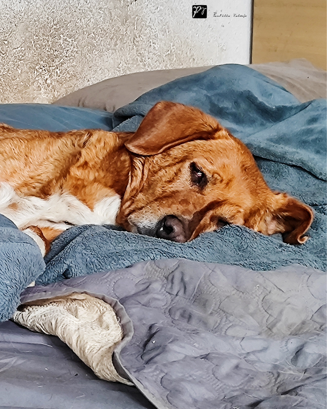 El custodio harapiento