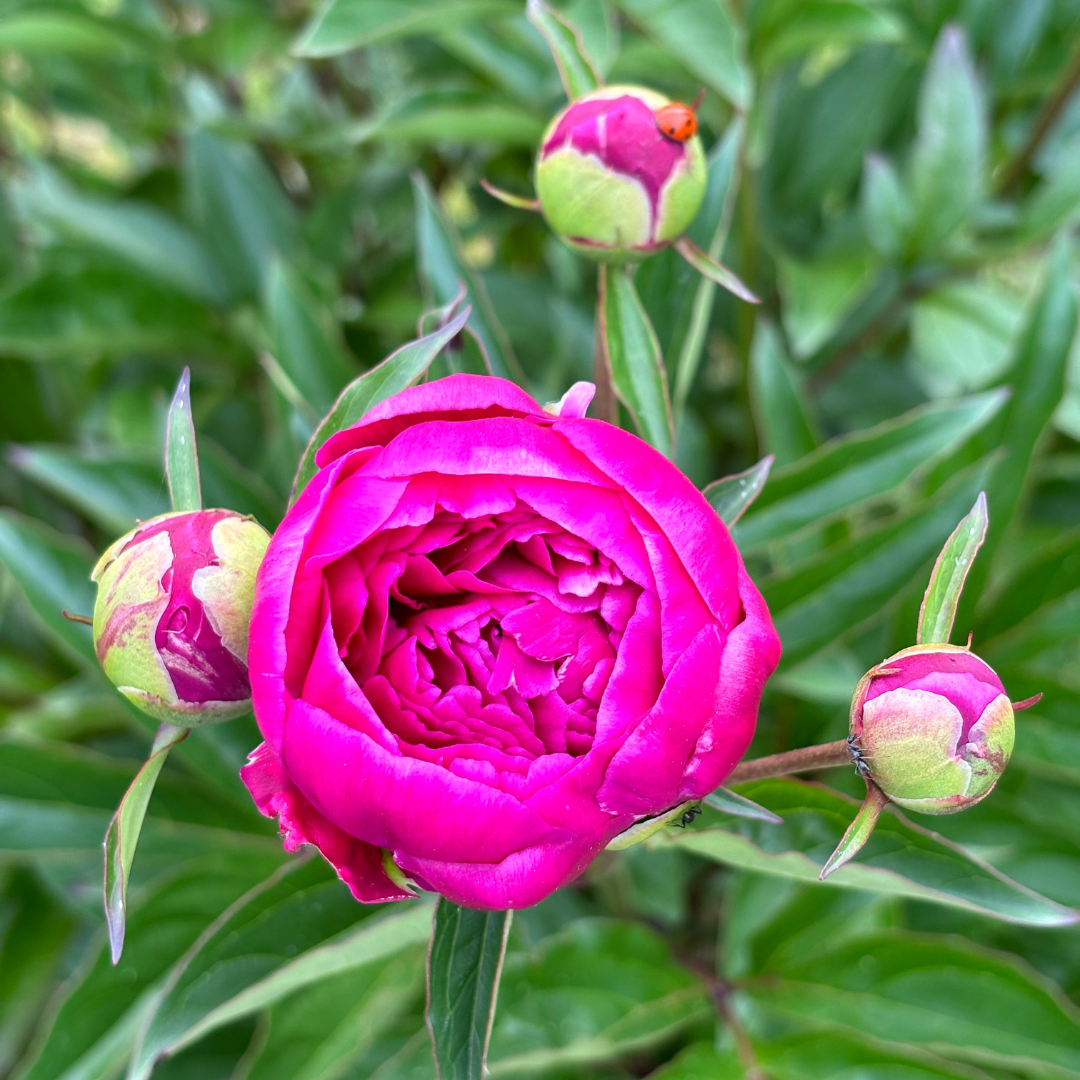 Explore the power of release with the full moon in Capricorn