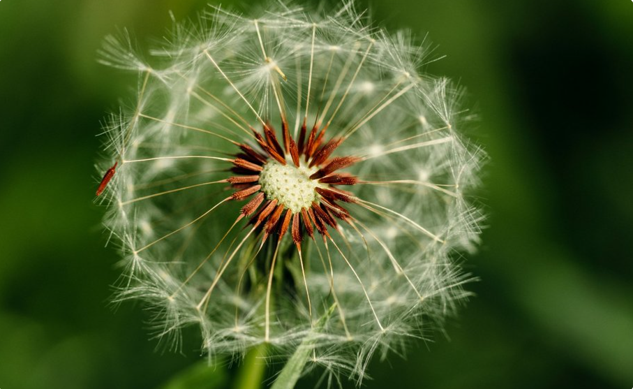 Nature Positive Practices