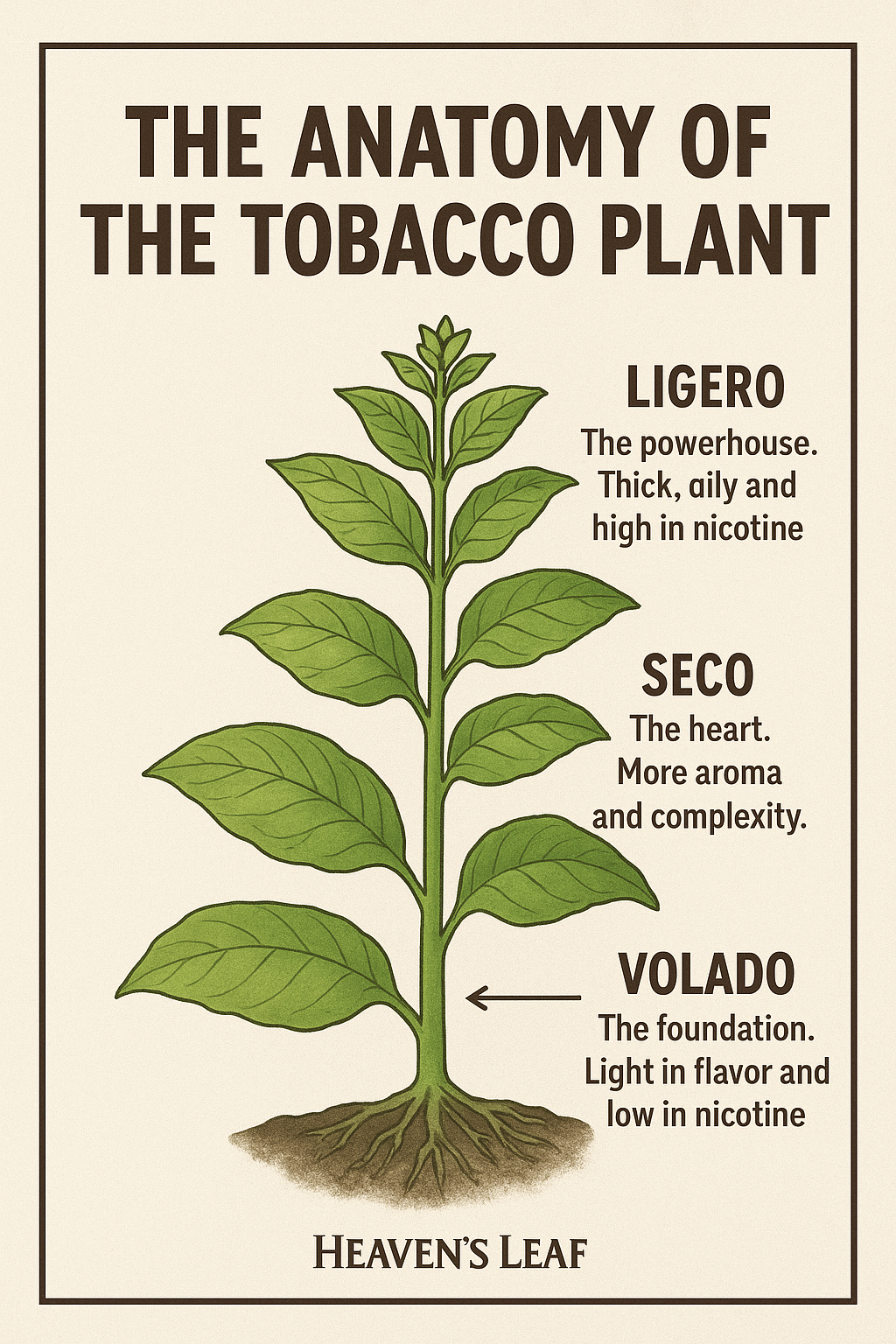 Understanding the Tobacco Plant: The Secret Behind Every Cigar’s Soul
