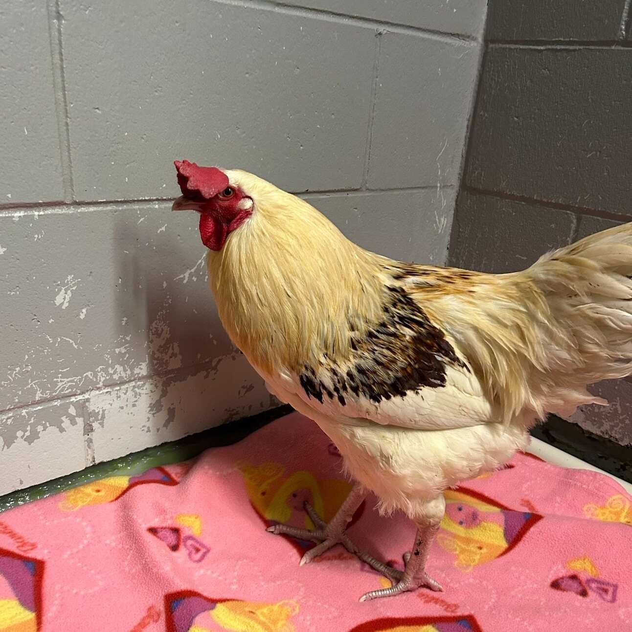 This is the last (regularly scheduled) Northern Capital News of 2023