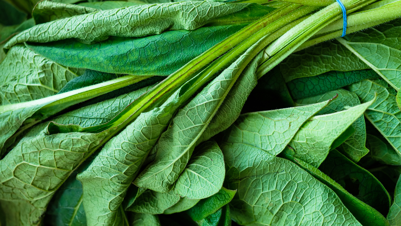 How to Make Compost Comfrey Tea for Your Garden