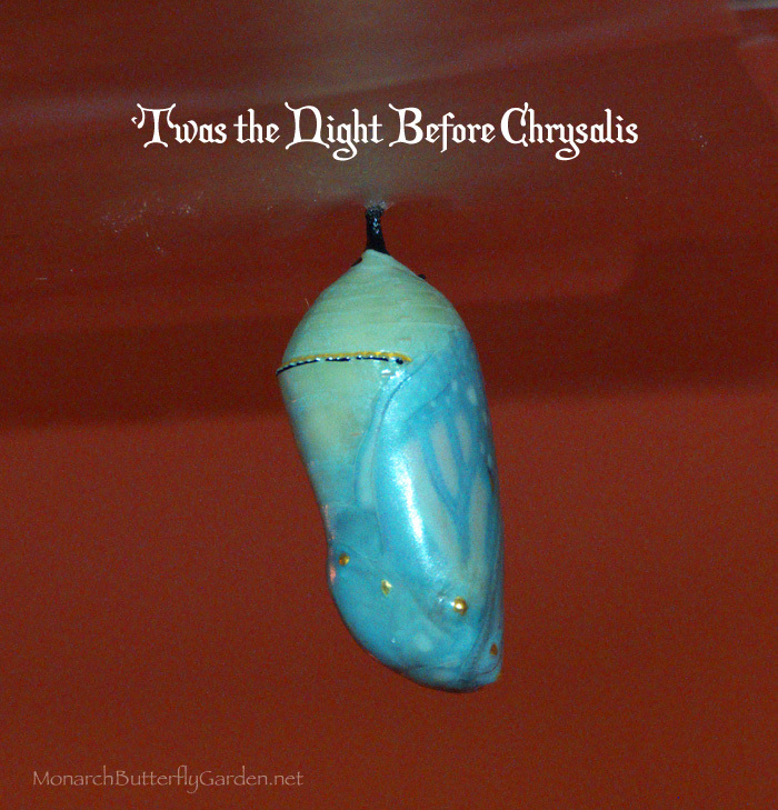 🎄'Twas the Night Before CHRYSALIS❓🐛