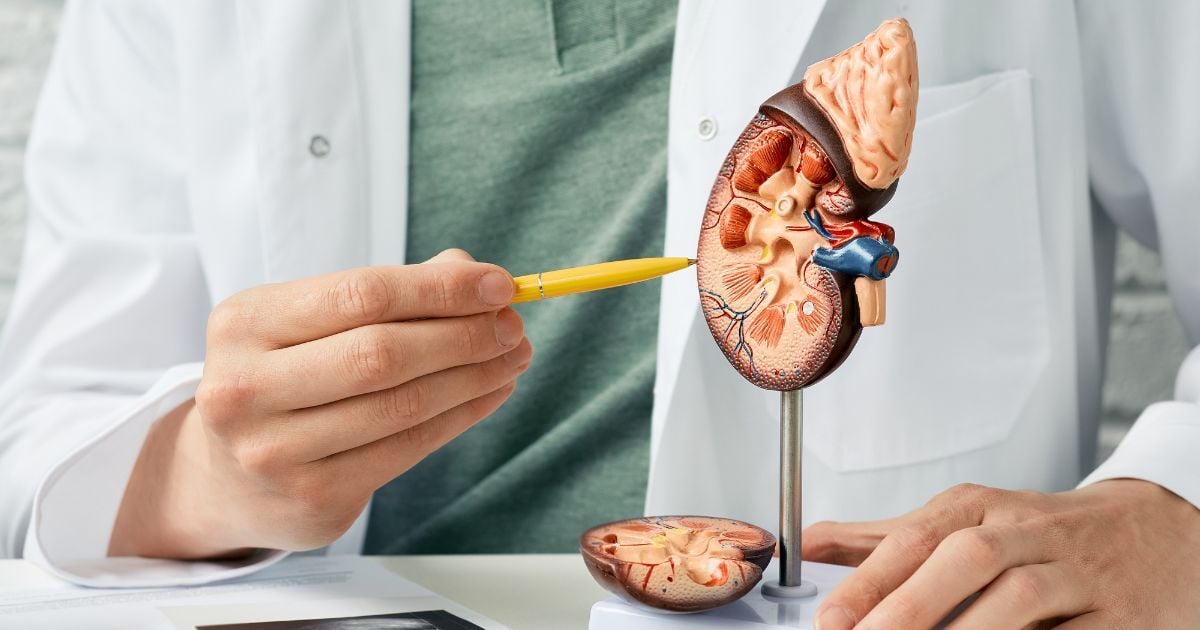 High Levels of Nanoplastics Disrupt Kidney Cells in Lab Study