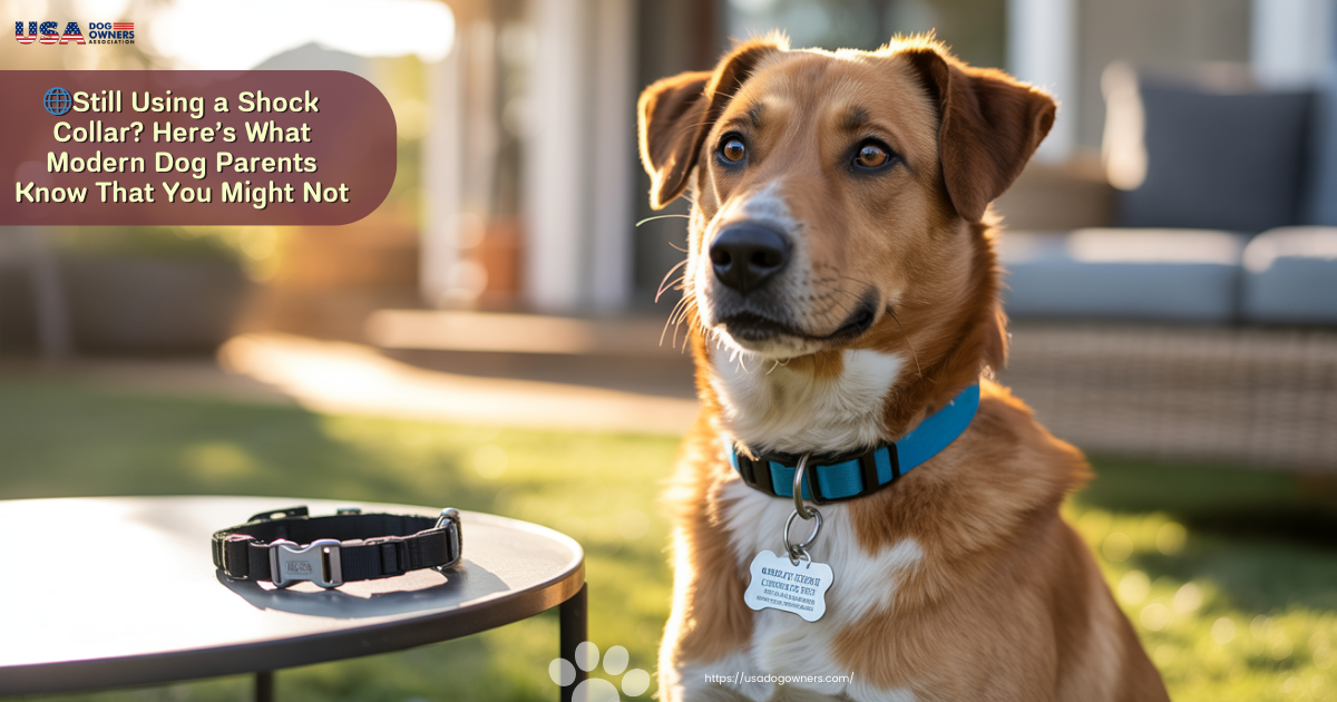 🌐Still Using a Shock Collar? Here’s What Modern Dog Parents Know That You Might Not