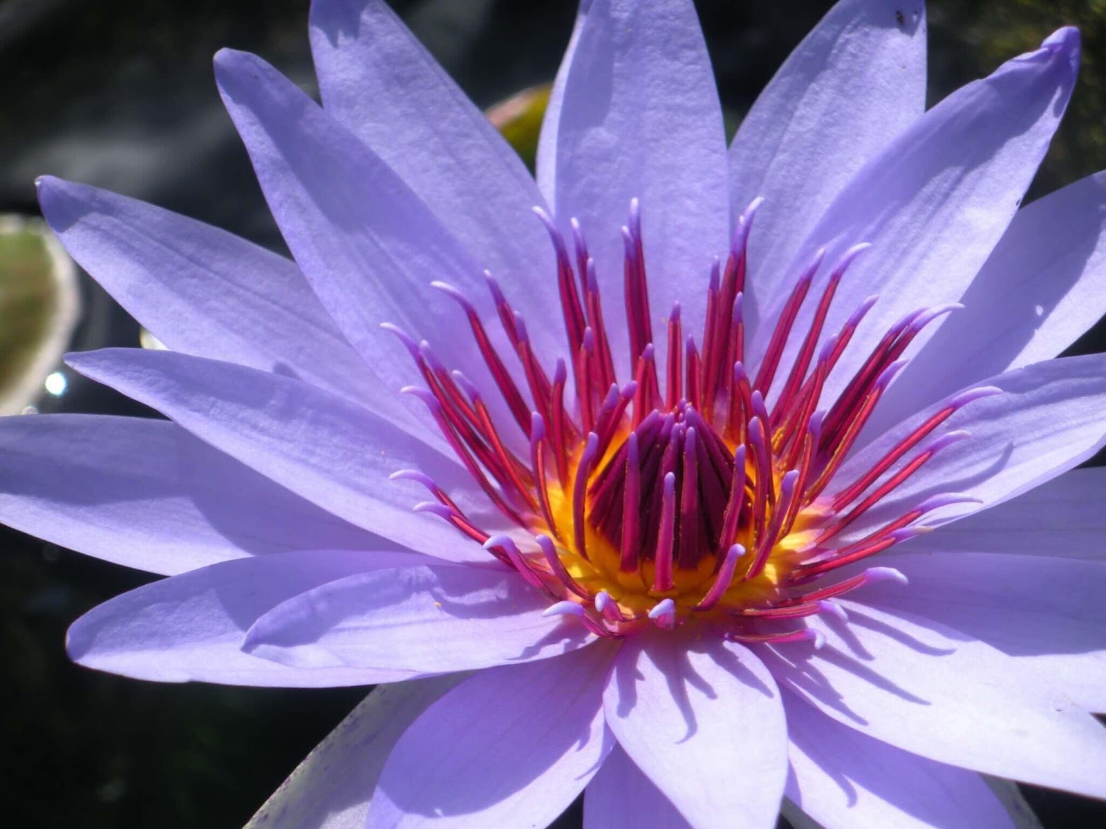 🌸 Waterlily Weekend, Free Concerts & Long Weekend Plans