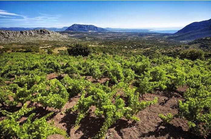 Territori vitivinicoli: Cannonau di Sardegna DOC