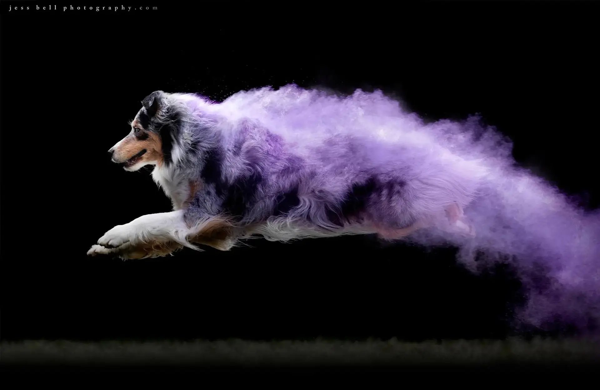 Supernatural Soaring Dog Images by Jess Bell