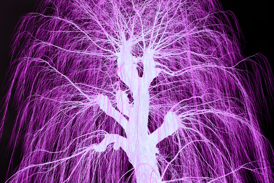 Ben Gowertt’s Ghostly Trees