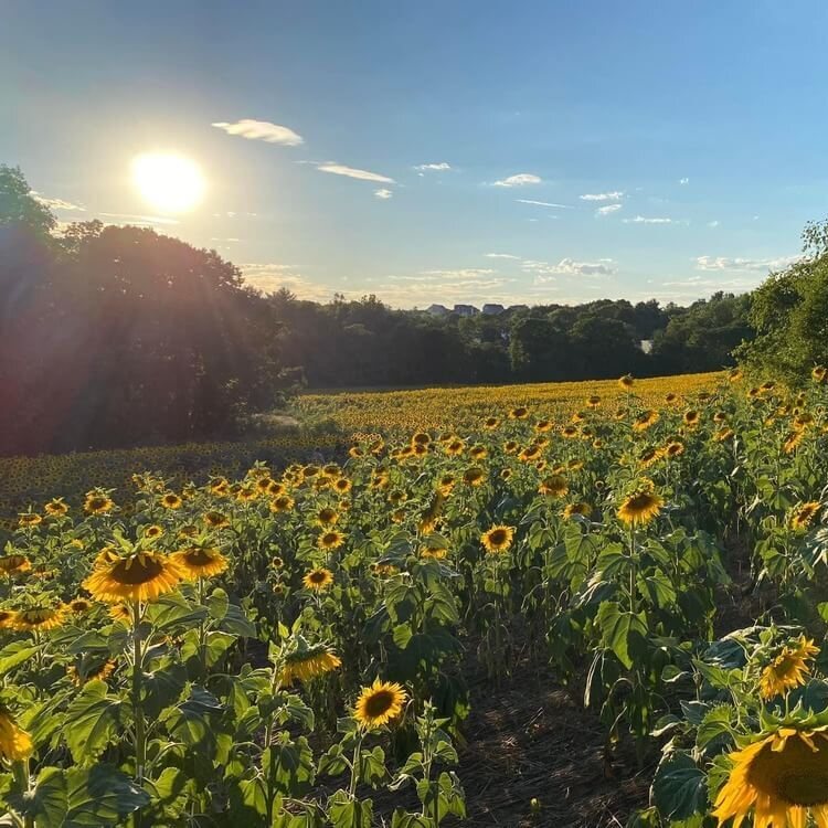 Sun, Song, and a Slightly Expensive Reality Check