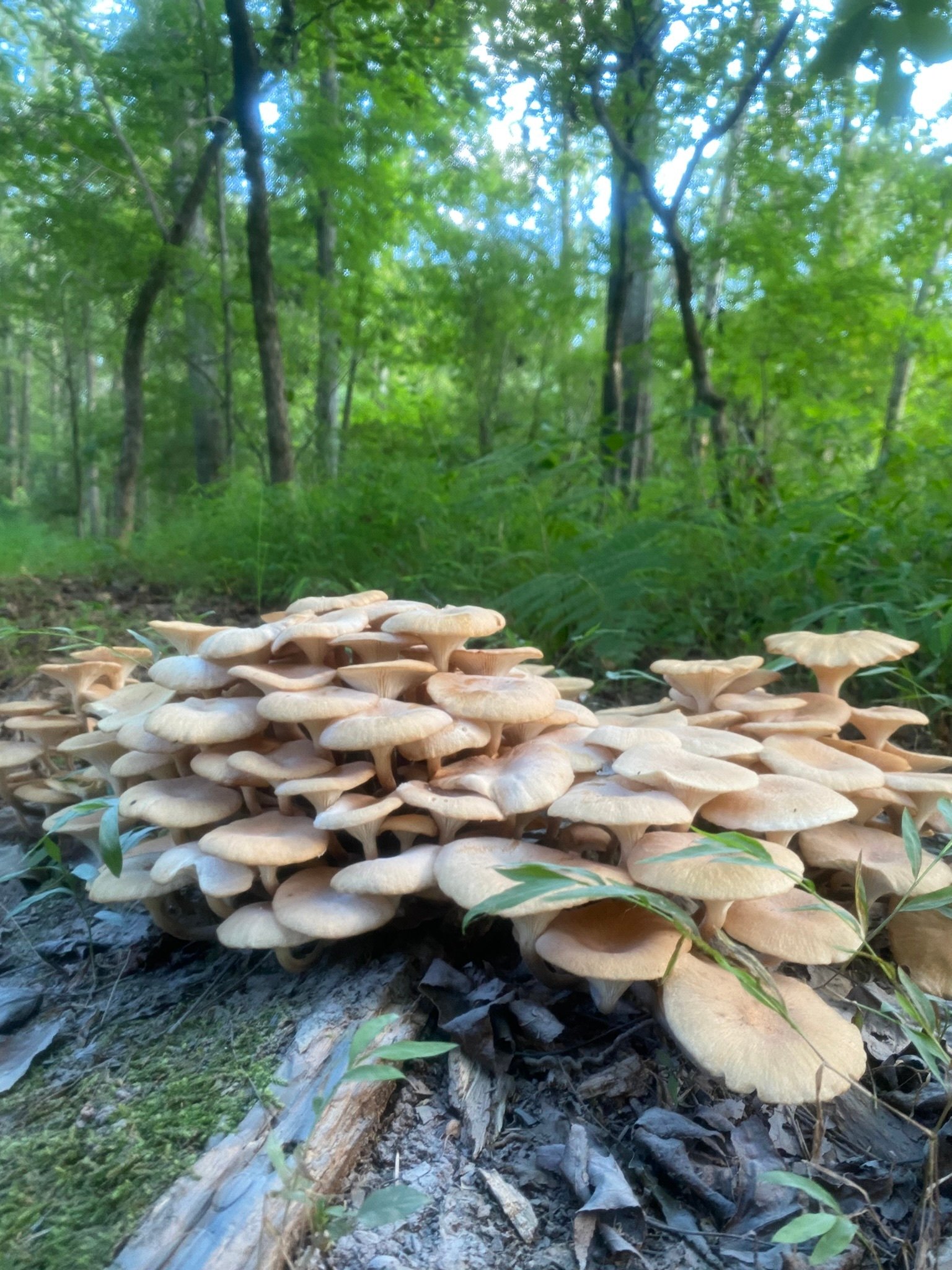 The Gulo in Nature Newsletter